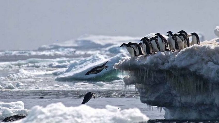 Los pingüinos son los primeros en sufrir la emergencia climática