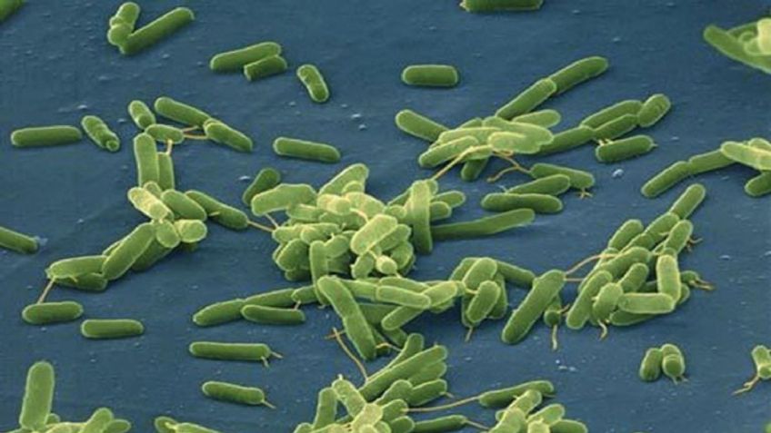 Alerta máxima: bacterias carnívoras se duplicarán con el calentamiento de los océanos, según científicos