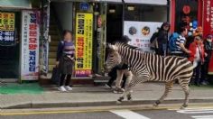 VIDEO | Una cebra escapa del zoológico y vaga por las calles de Seúl