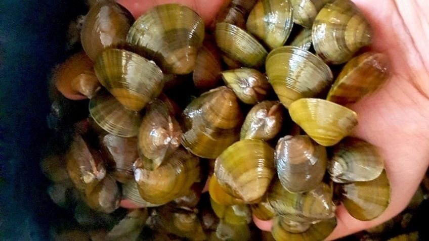 Alerta en La Paz: encuentran mariscos contaminados con una peligrosa toxina