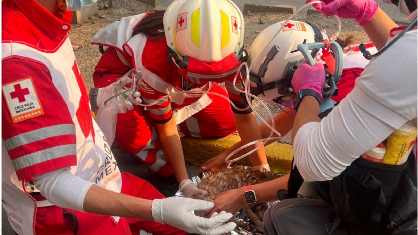 ¡Heroicos! Paramédicos le ponen mascarilla de oxígeno a un gatito en pleno incendio y logran salvarle la vida