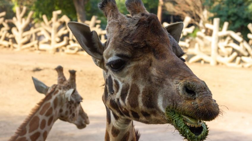 Animales silvestres superan expectativas de vida en zoológicos de la CDMX