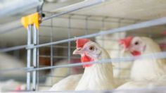 OMS confirma caso humano de gripe aviar A (H5N2) en Australia; descartan a México