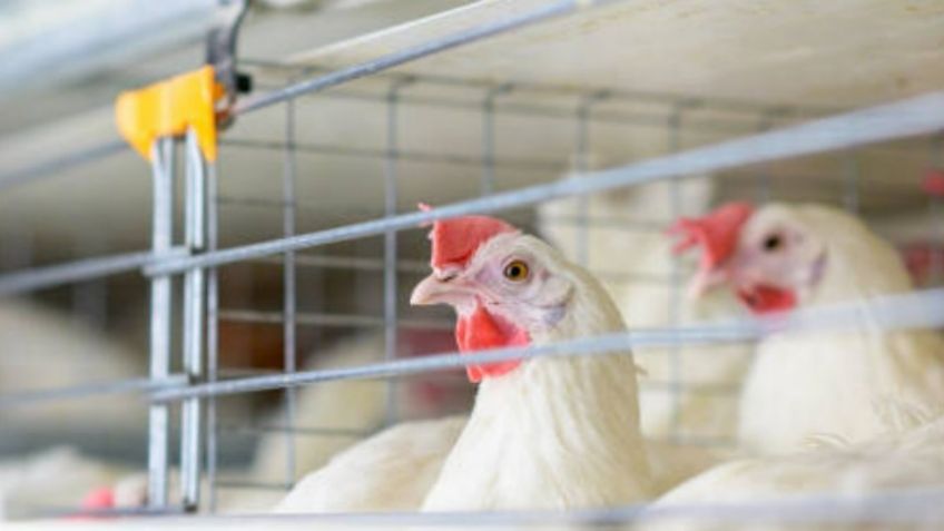 Riesgo de gripe aviar H5N1 está evolucionando: OMS