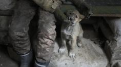 Los animales, las víctimas olvidadas de la guerra de Rusia vs Ucrania