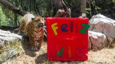 Sedema celebra conservación del jaguar en Zoológicos de la CDMX