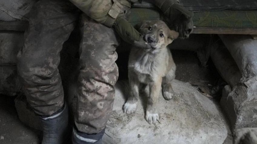 Los animales, las víctimas olvidadas de la guerra de Rusia vs Ucrania