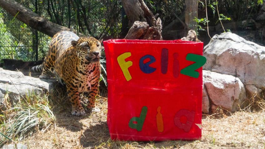 Sedema celebra conservación del jaguar en Zoológicos de la CDMX