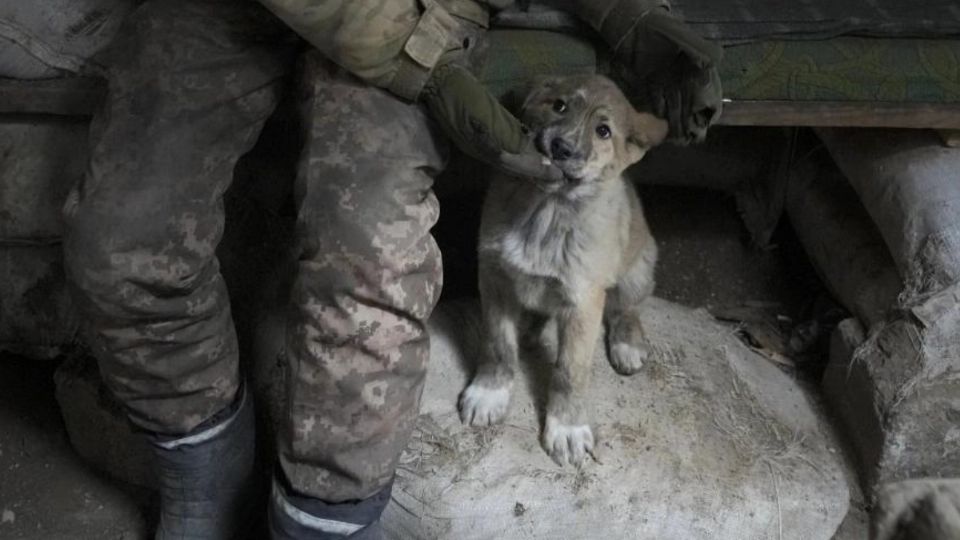 Los animales silvestres están expuestos a bombardeos o son asesinados directamente por explosivos.