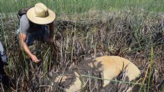 Aparece una misteriosa estatua en la Isla de Pascua: "Ningún ser humano podría haberla dejado ahí"