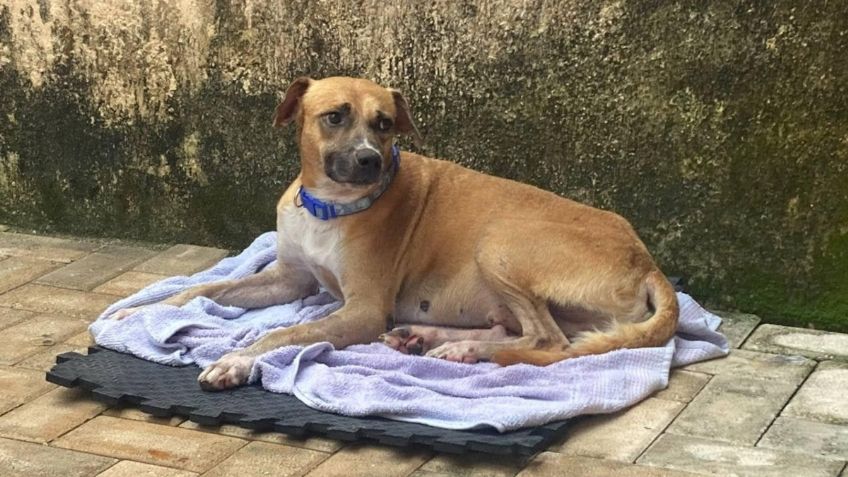 El Chino busca un hogar: este es perro que “cuidaba” Chichén Itzá y fue rescatado por heridas en sus patitas