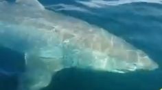 VIDEO | Susto en Sonora: pescadores se topan con un enorme tiburón blanco acechando su lancha