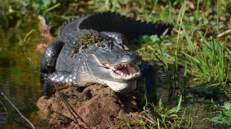 Autoridades aseguran que los ataques de caimanes contra humanos son raros.