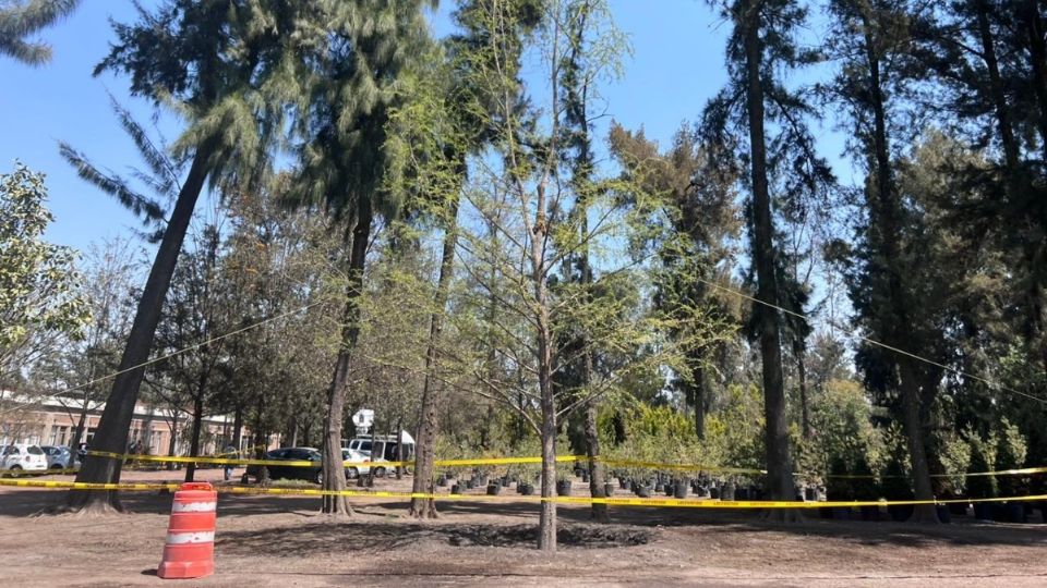 Para evitar daños, como el provocado por un choque de auto que se estrelló con el árbol, se conservarán las vallas metálicas alrededor de la glorieta