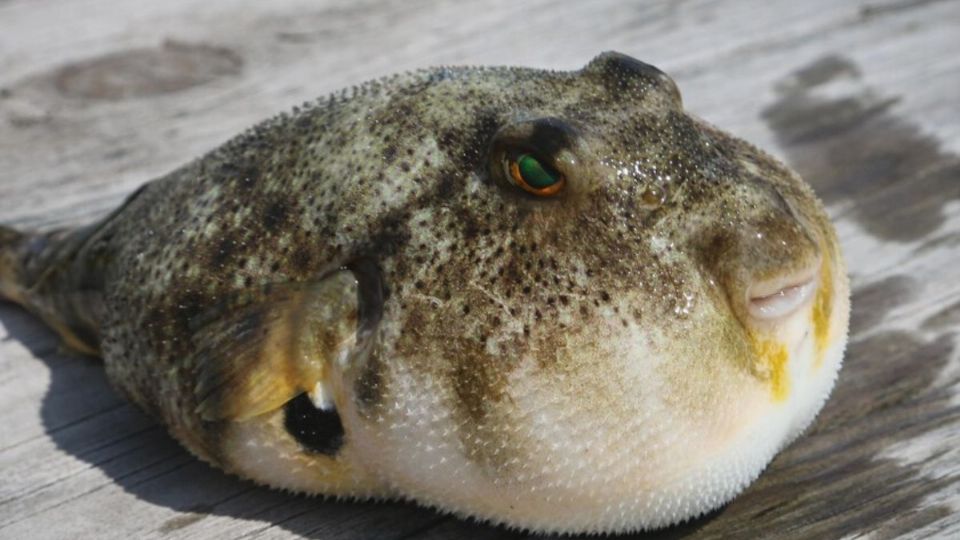 El manjar de alto precio conocido como fugu, o pez globo, es una delicia culinaria en Japón y otros países de Asia.