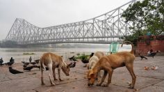 Comedores para perros callejeros: riesgos y beneficios para las mascotas