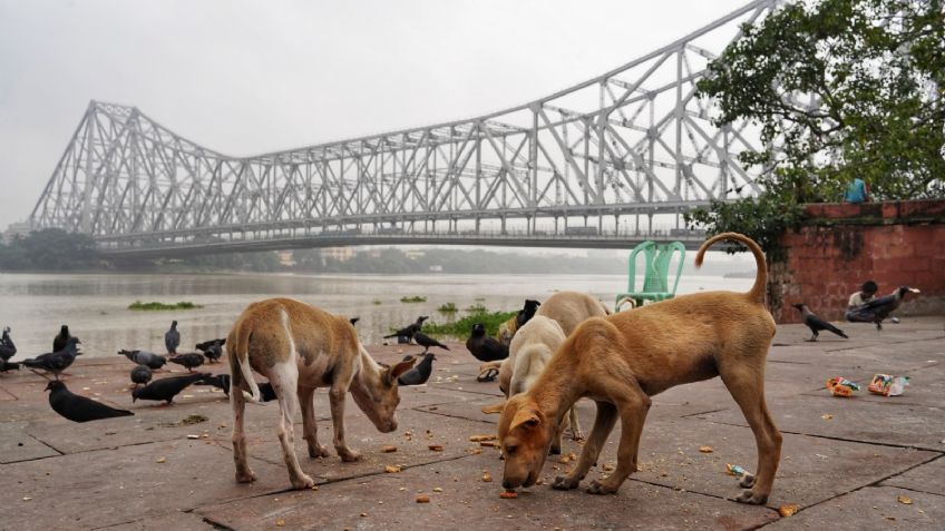 Comedores para perros callejeros: riesgos y beneficios para las mascotas