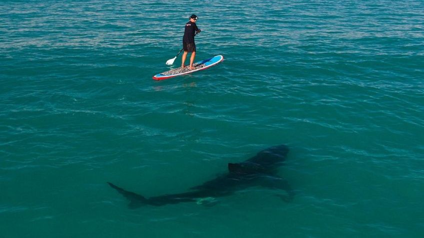 Brutal ataque de tiburón a un surfista en Hawái: le arrancó la pierna y ahora lucha por su vida