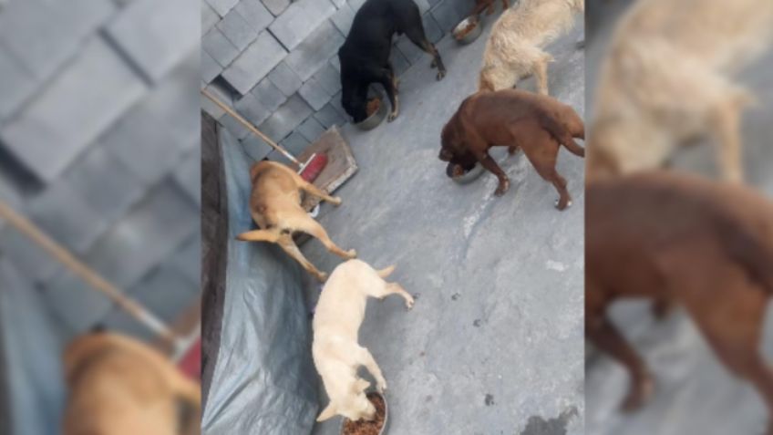 Agreden a perritos y gatitos de refugio en Nuevo León: les donaron comida envenenada y murieron 8