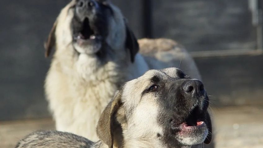 “Se lo están comiendo”: salió a jugar a la calle con sus primos y fue mutilado por más de diez perros