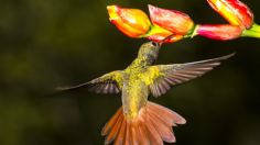 Colibrís, un símbolo de buena suerte: estas son las plantas que pueden atraerlos a tu jardín