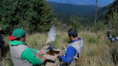 Zoológico de San Juan de Aragón reintegra lechuzas y gavilanes a su hábitat natural