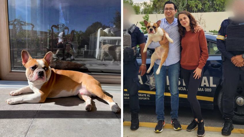 Ofrecen 30 mil pesos por Frank, el perrito que fue robado en Tepotzotlán