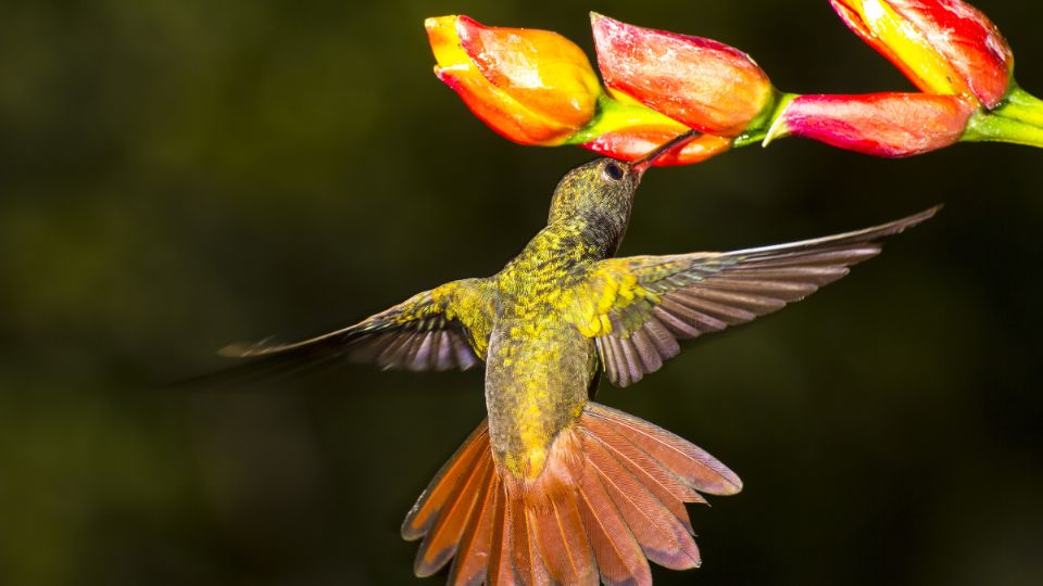 Los colibrís son seres mágicos que tienen una hermosa leyenda maya.