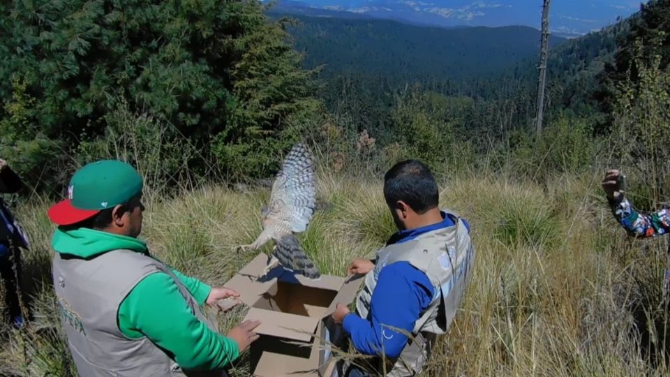 Personal del Centro de Rescate y Rehabilitación de Aves Rapaces liberó a lechuzas de campanario