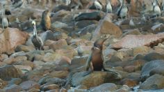 Cada vez hay menos lobos marinos en Baja California Sur y esa es una advertencia final para todo el planeta