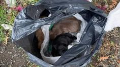 VIDEO | Indignación en Tlalpan: una mujer abandonó en una bolsa de plástico a perritos recién nacidos