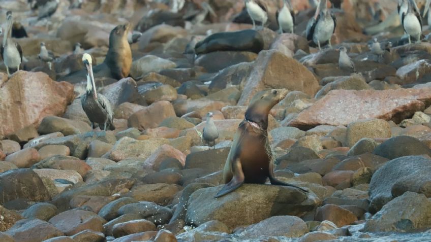 Cada vez hay menos lobos marinos en Baja California Sur y esa es una advertencia final para todo el planeta