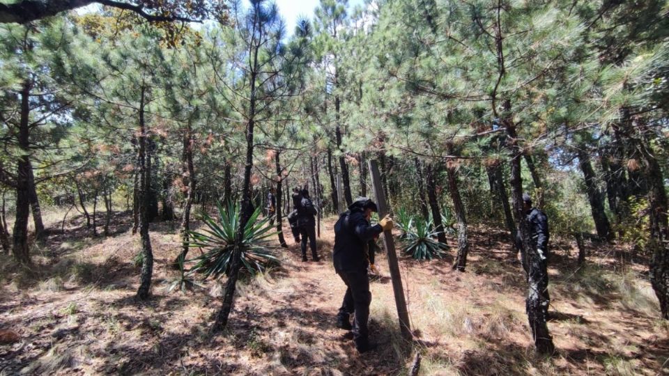 Personal de Sedema y SSC trabajaron en la recuperación del Suelo de Conservación