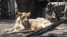 Leona rescatada de maltrato se recupera con éxito en el Zoológico de Chapultepec