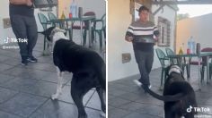 Perrita baila al ritmo de “La Vaca” y rompe el internet: “¡Dale, Lola!”