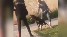 VIDEO | Feroz ataque: se le hizo fácil molestar a un perro hasta que se le fue encima