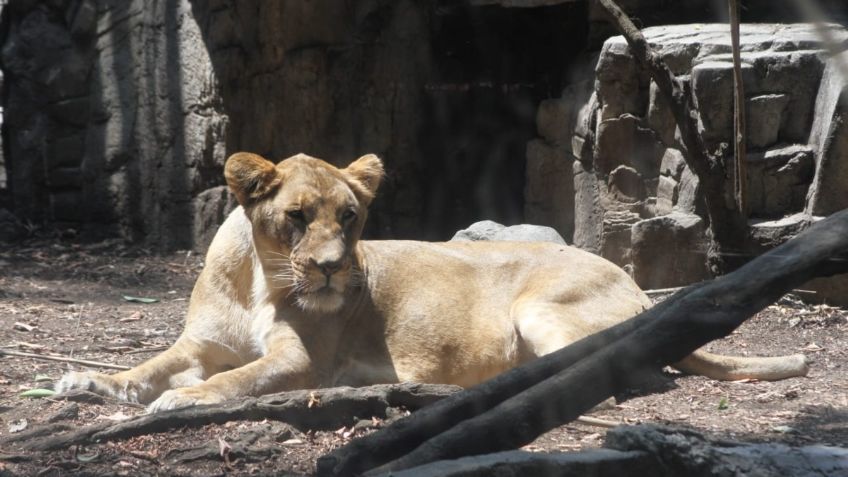 Leona rescatada de maltrato se recupera con éxito en el Zoológico de Chapultepec