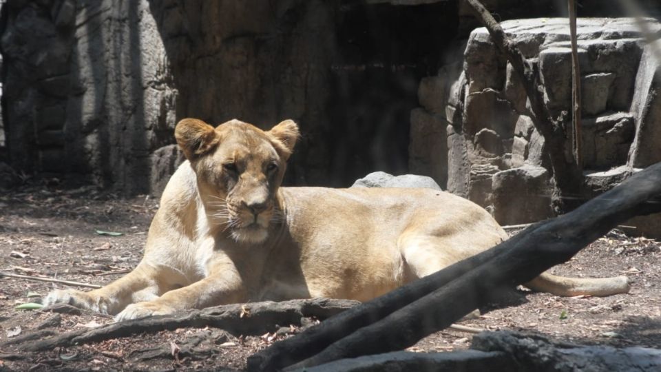 De pesar 90 kilos a su llegada al Zoológico de Chapultepec, ahora Alika pesa 150 kilos