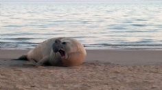 Una cría de elefante marino quedó varada en Sonora, fue rescatada