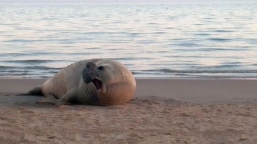 Una cría de elefante marino quedó varada en Sonora, fue rescatada