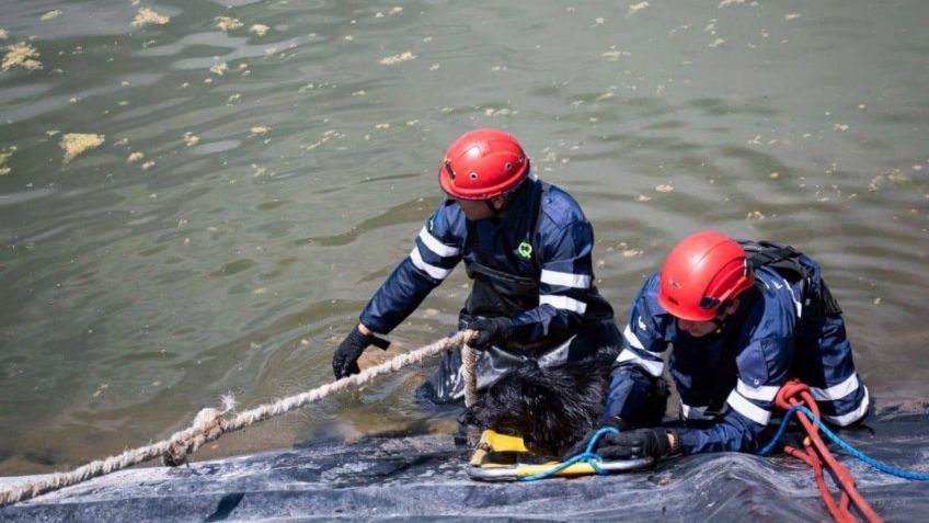 Insólito rescate en Querétaro: ayudan a 6 perritos a salir de un cuerpo de agua