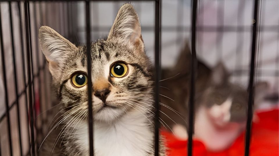 GATO PERDIDO | Encuéntralo con este famoso truco urbano japonés.