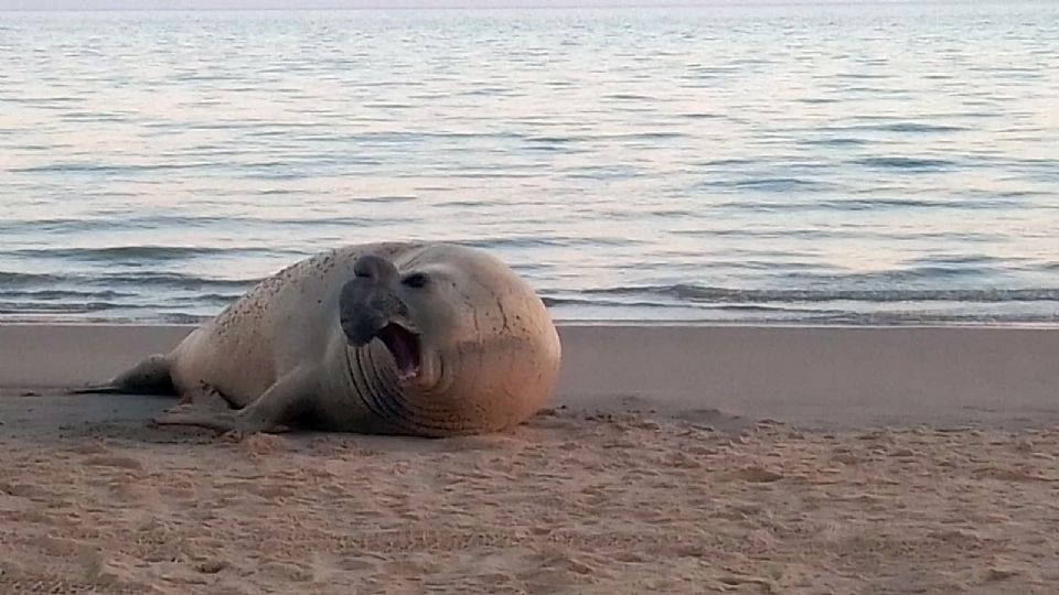 El animal se encontraba desorientado