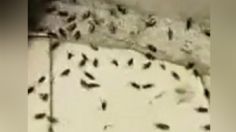 VIDEO | ¿Inició el apocalipsis?: millones de langostas invaden templo musulmán