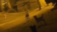 VIDEO DE MISTERIO: graban a perro levitando por las calles de un pueblo