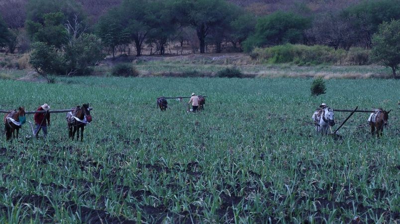 La CNC señala que La FND es la entidad de crédito más noble a la que pueden acceder los pequeños y medianos productores agropecuarios