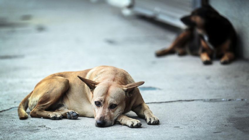 Justicia para Morgan y Kira: por venganza, matan a dos perritas a machetazos en Temamatla, Edomex