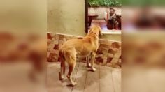 VIDEO | ¡Héroe sin capa! Policía entra a restaurante y compra pollo para perrito callejero