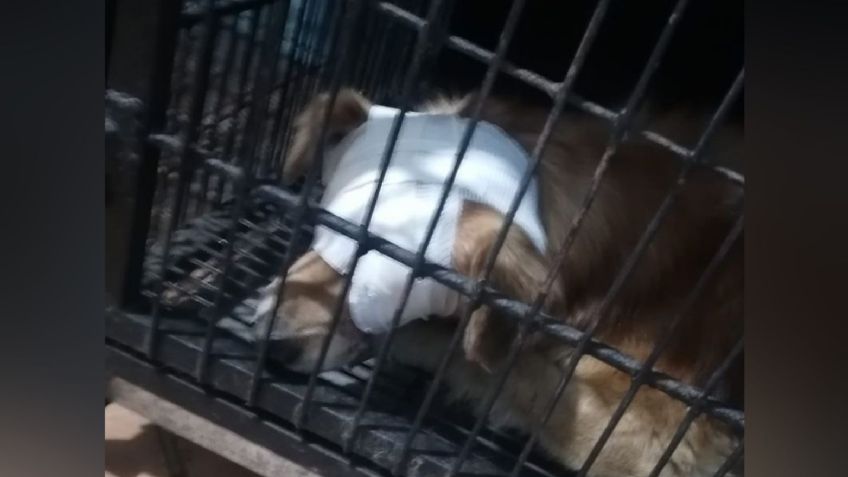 Justicia para Zeus: sujeto le quitó los ojos a un perrito con un picahielo en Oaxaca