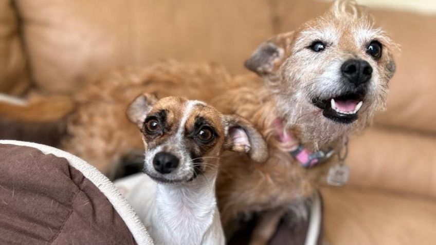 Van contra persona que donó alimento envenenado a refugio de animales: murieron 4 perros y 4 gatos